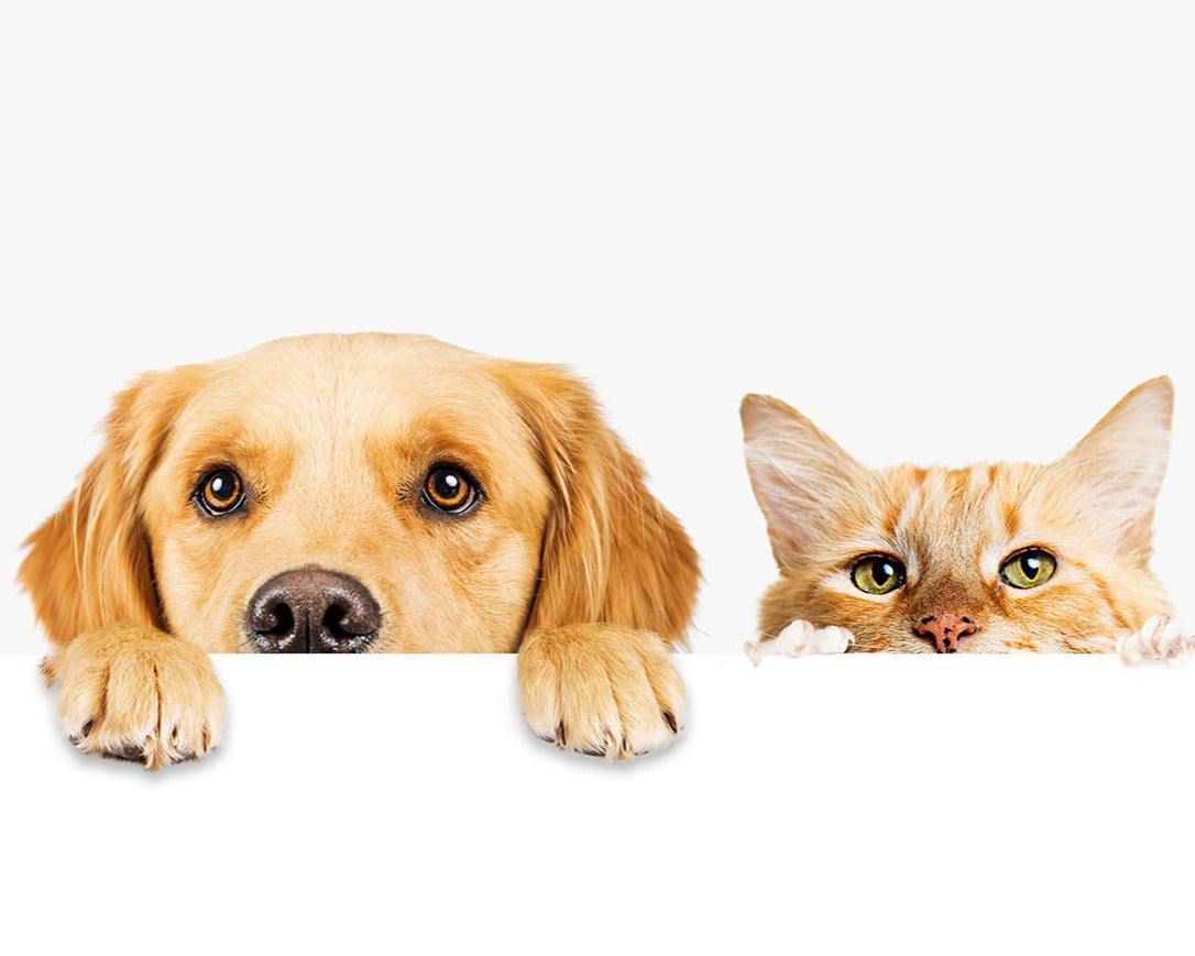 Home Page Banner Image